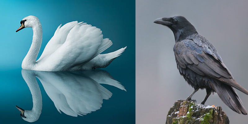 Swan and Crow