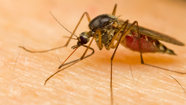 Dengue