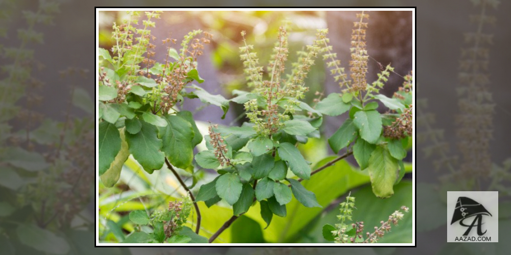Tulsi