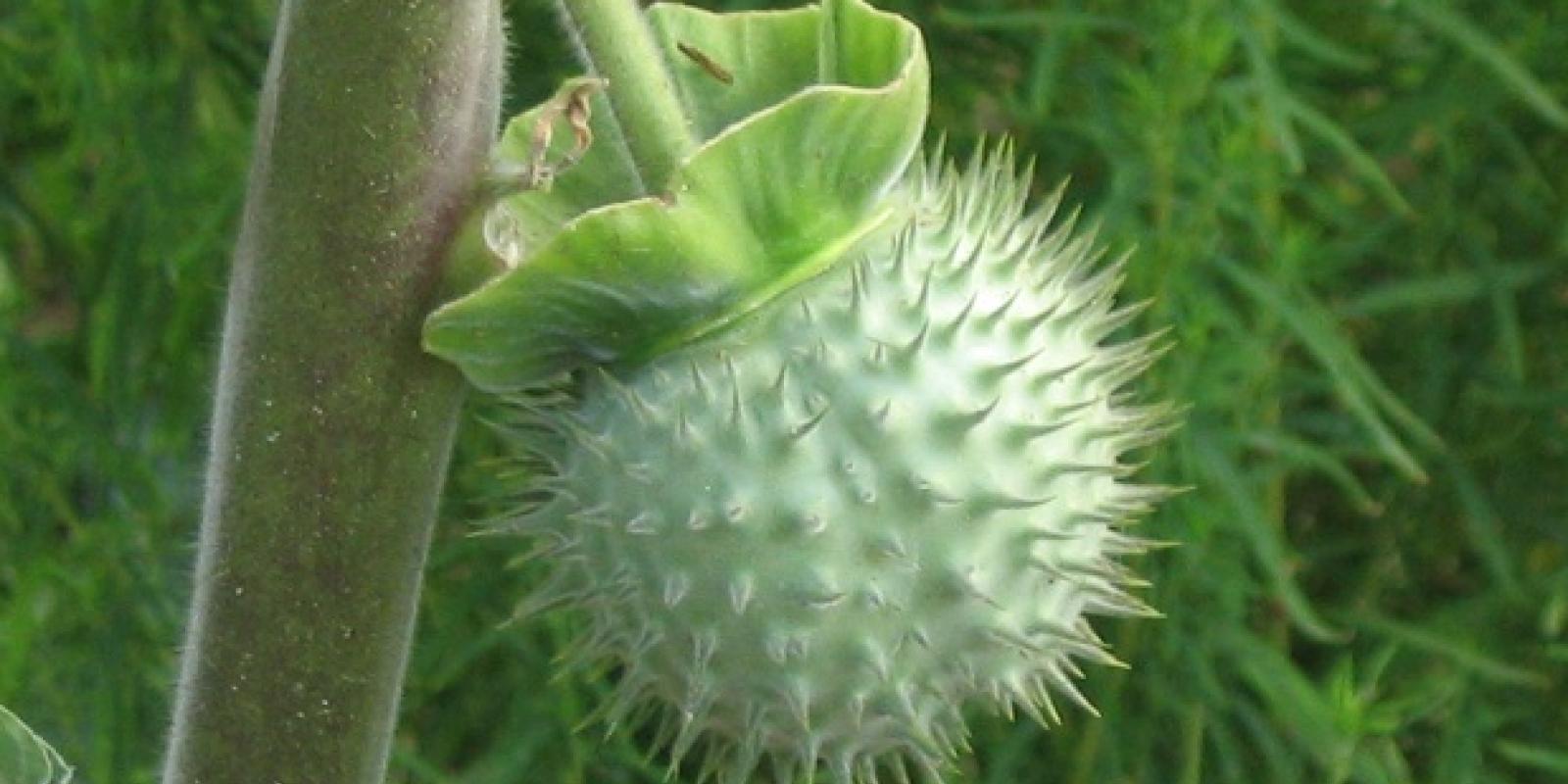 Datura