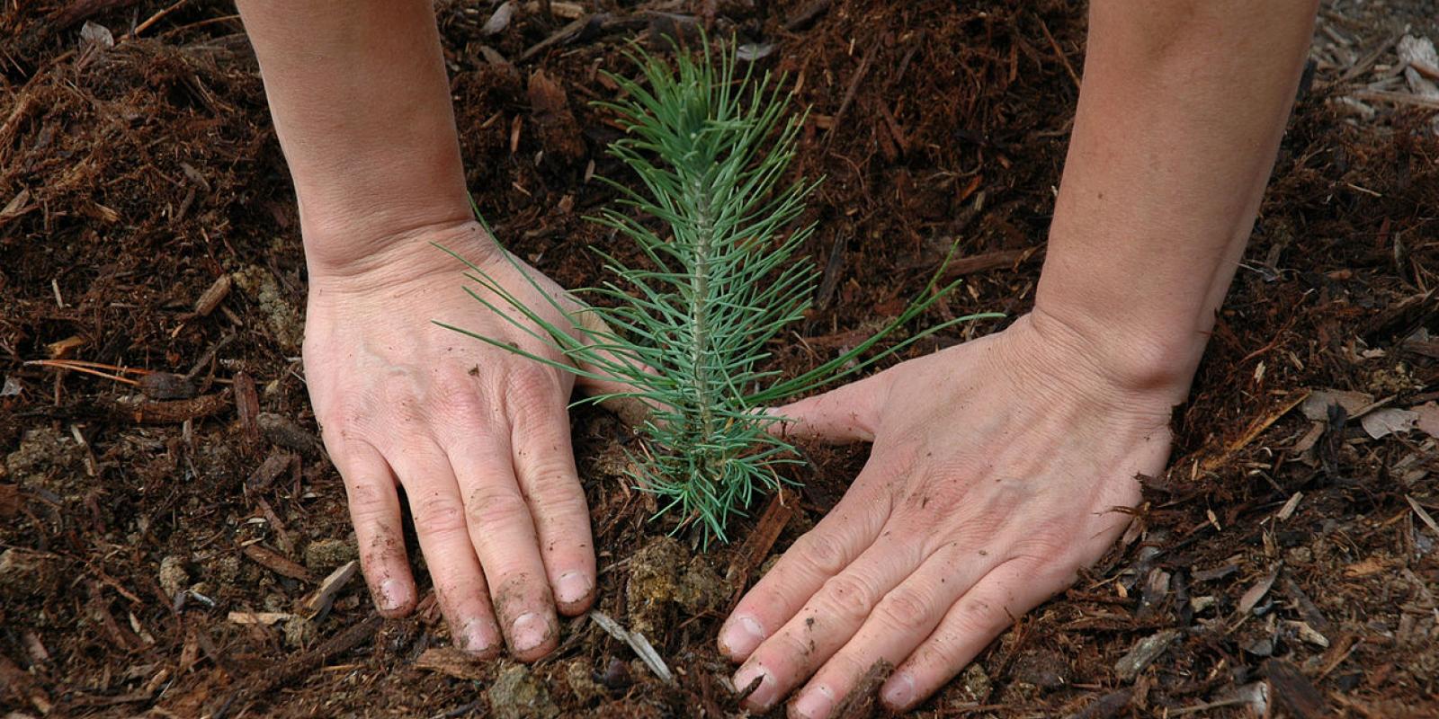 Plantation Planting