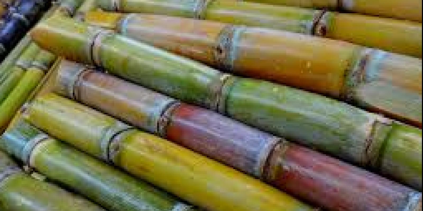 sugarcane