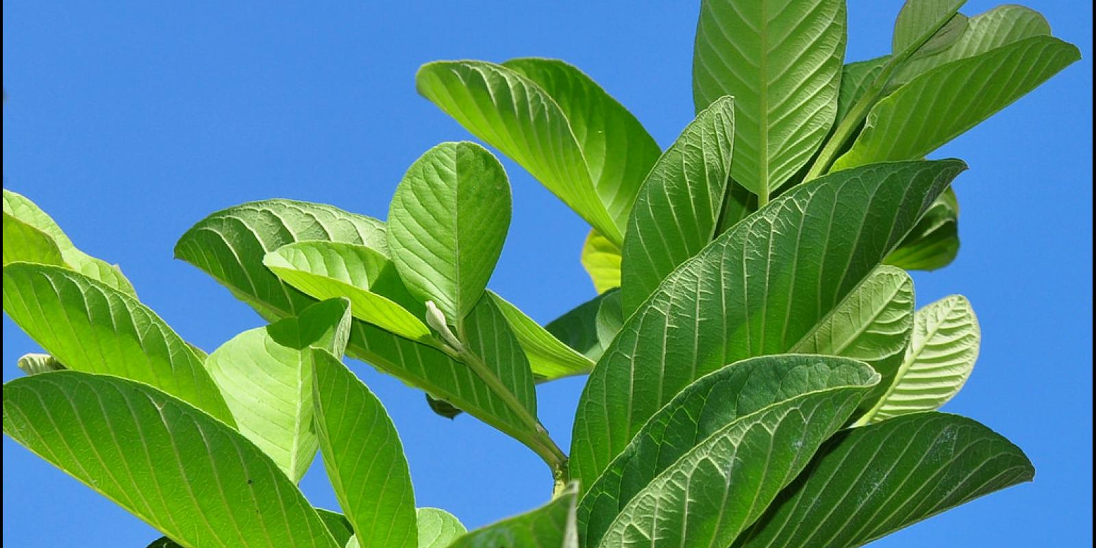 Guava leaves
