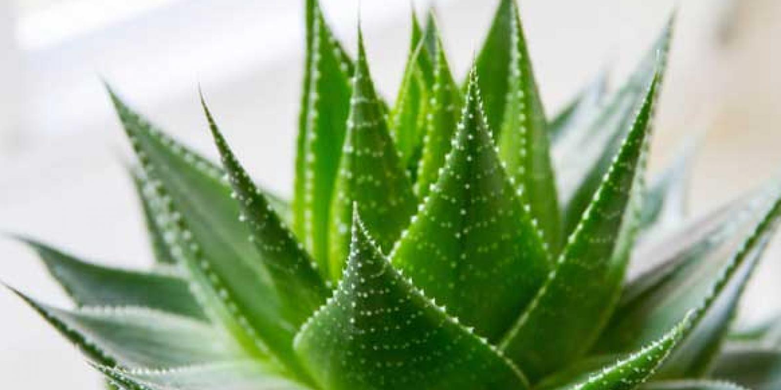 Aloevera