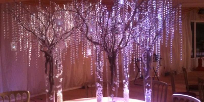 घर से नेगेटिविटी को दूर करता है ये पौधा