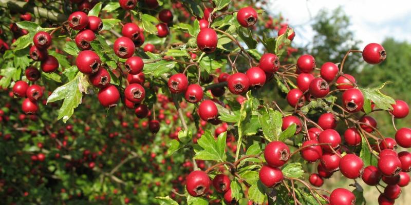 अश्वगंधा के सेवन से होते है कई फायदे