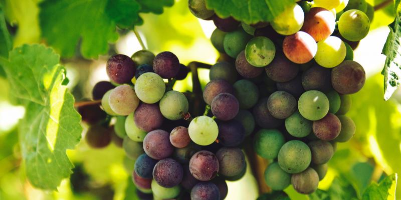 अंगूर डायबिटीज के लिए होता है फायदे मंद