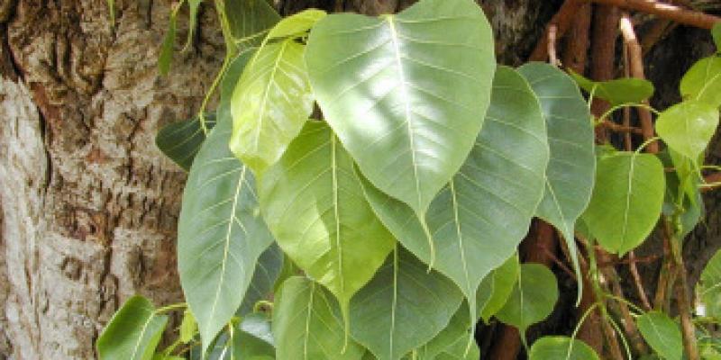 औषधीय गुणों से भरपूर है पीपल, कई बीमारियों को करता है दूर