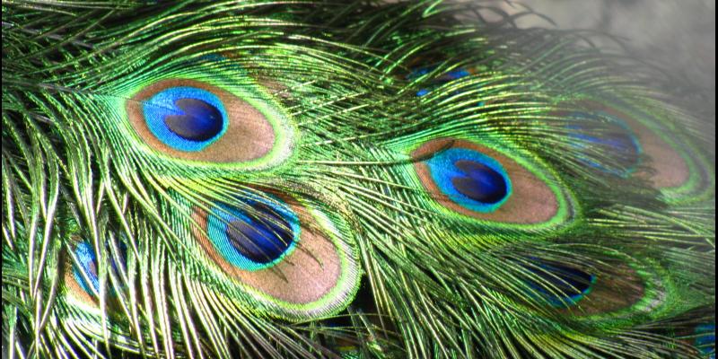 मोरपंख को घर में रखने के फायदे