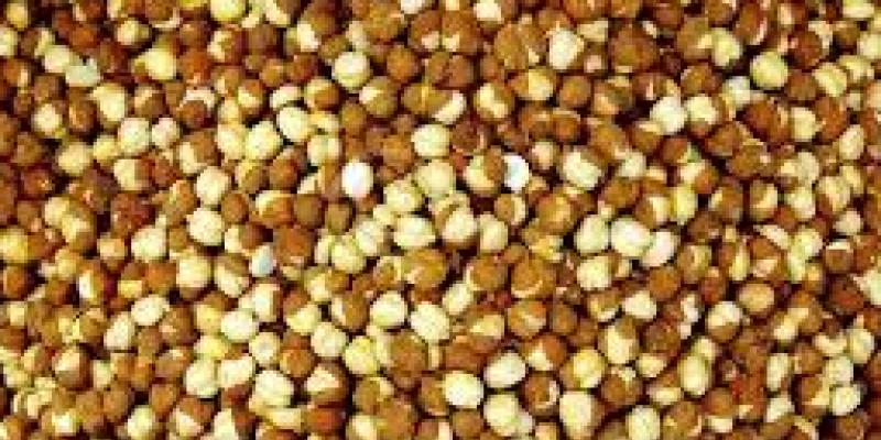 भुने चने खाने से होते है ये लाभ