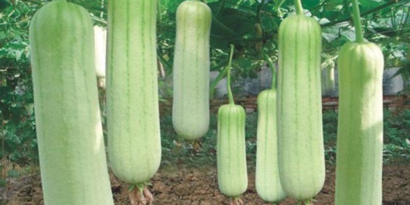 लौकी के ये फायदे नहीं जानते होंगे आप