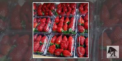 आॅस्ट्रेलिया में स्ट्रॉबेरी खाने से कतरा रहे लगो