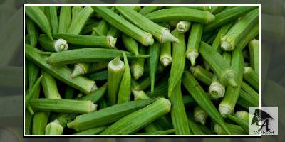 मधुमेह और मोटापे से छुटकारा दिलाती है भिंडी, ऐसे करें सेवन