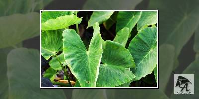 अरबी के पत्तों के फायदे