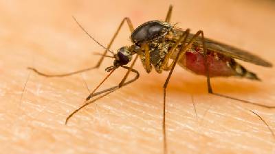 डेंगू के लक्षण और सावधानियां